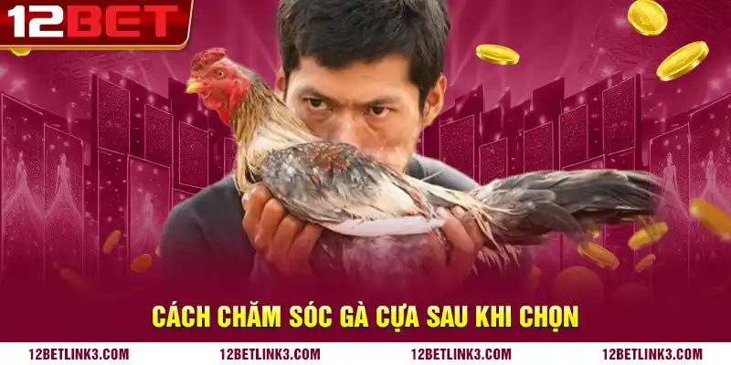 Cách chăm sóc gà cựa sau khi chọn