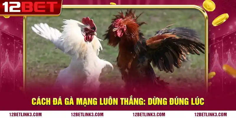 Cách đá gà mạng luôn thắng: dừng đúng lúc