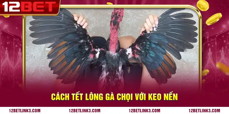 Cách tết lông gà chọi với keo nến