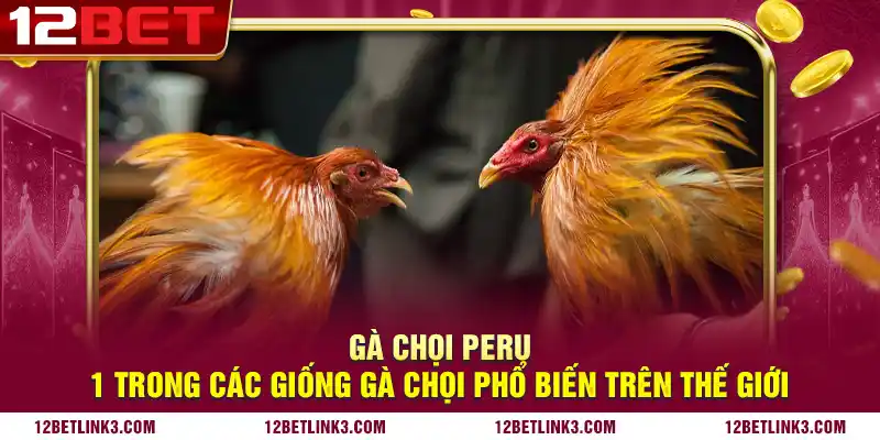 Gà chọi Peru - 1 trong các giống gà chọi phổ biến trên thế giới