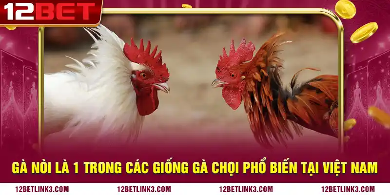 Gà nòi là 1 trong các giống gà chọi phổ biến tại Việt Nam