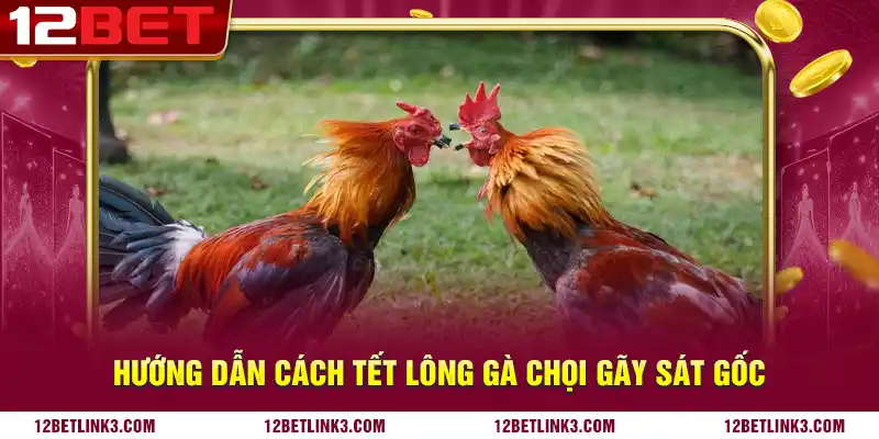 Hướng dẫn cách tết lông gà chọi gãy sát gốc