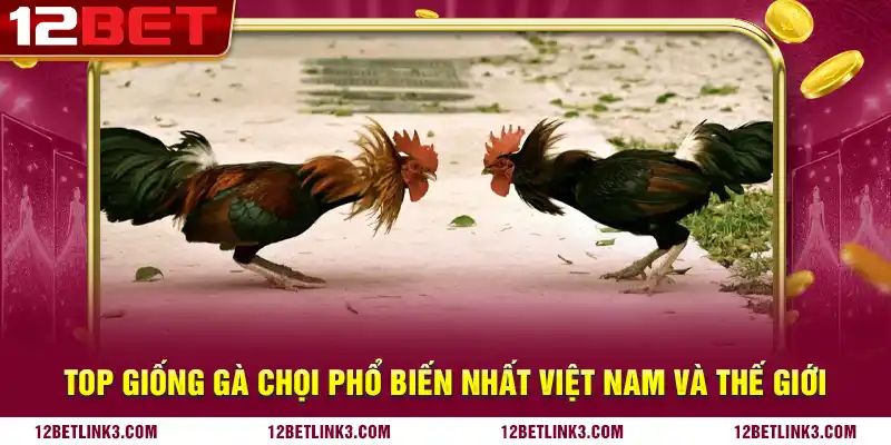 Top giống gà chọi phổ biến nhất Việt Nam và thế giới