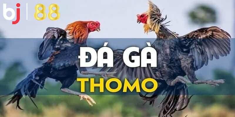 Điểm hấp dẫn của trò chơi đá gà Thomo BJ88